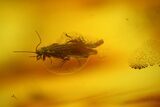 Fossil Caddisfly, Spiders and a Fly in Baltic Amber #135084-2